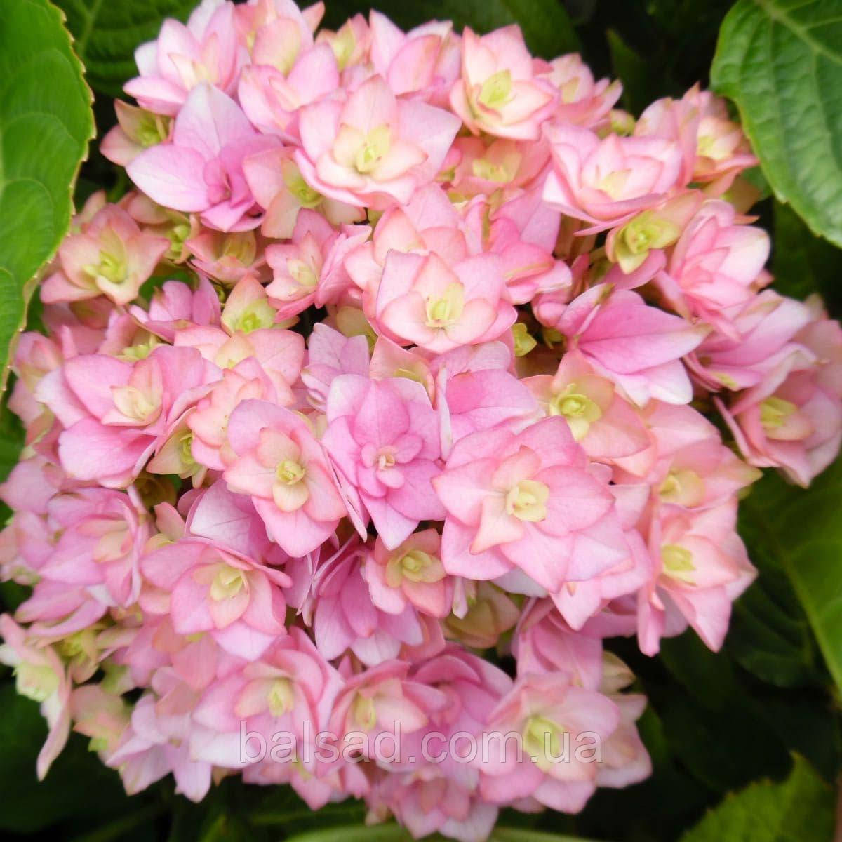 Гортензія Ю енд Мі Тугезе / Р12 / Hydrangea You & Me Together