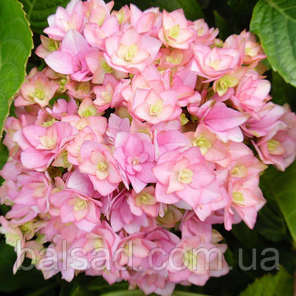 Гортензія Ю енд Мі Тугезе / Р12 / Hydrangea You & Me Together, фото 1