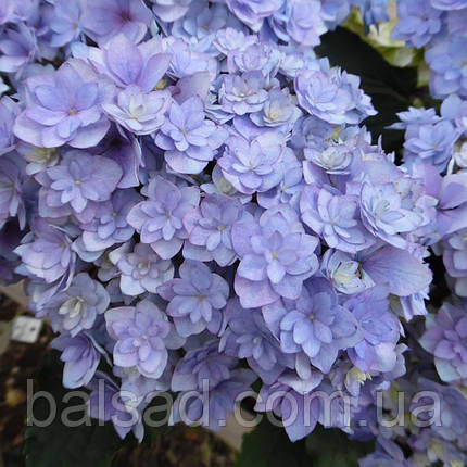 Гортензія Ю енд Мі Тугезе / Р12 / Hydrangea You & Me Together, фото 3