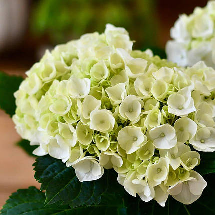 Гортензія Хай Крістал Пелес / С3 / Hydrangea Hi Crystal Palace, фото 1