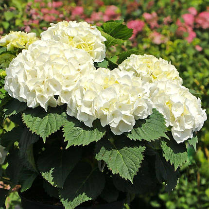 Гортензія Хай Крістал Пелес / С3 / Hydrangea Hi Crystal Palace, фото 2