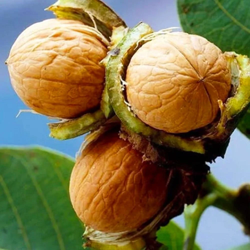 Саджанці Грецького горіха Додо - (1 річний) - раннього терміну, врожайний, морозостійкий, фото 1