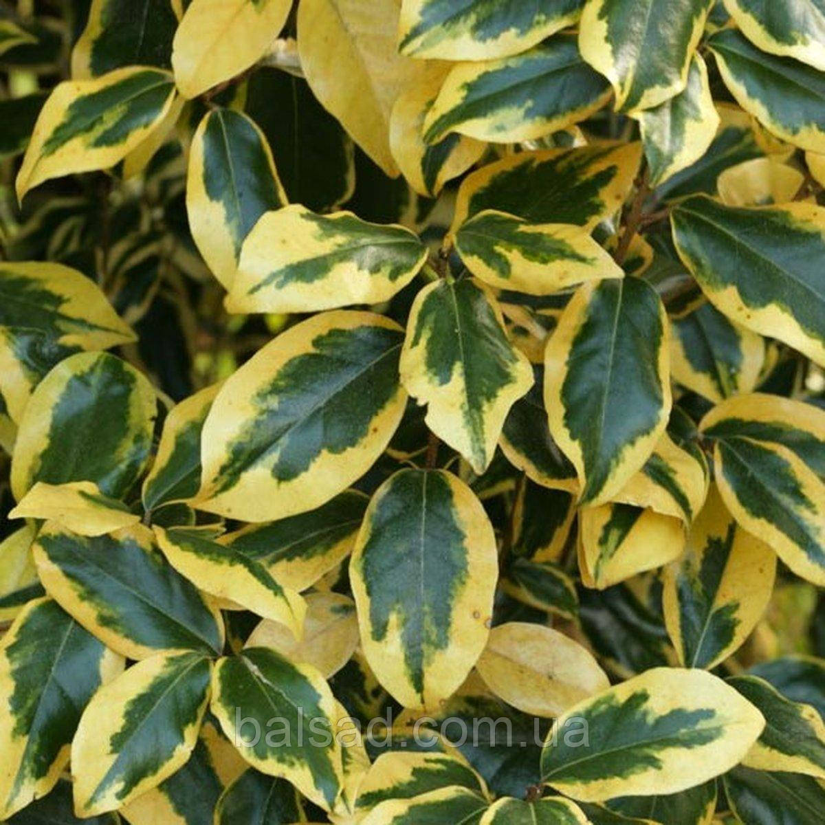 Елеагнус Гілт Едж / Р9 / Elaeagnus ebbingei Gilt Edge