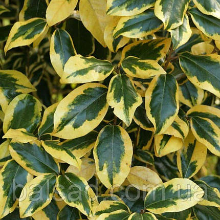 Елеагнус Гілт Едж / Р9 / Elaeagnus ebbingei Gilt Edge, фото 1