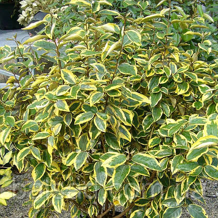 Елеагнус Гілт Едж / Р9 / Elaeagnus ebbingei Gilt Edge, фото 3