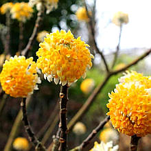 Еджвортія Грандіфлора / Edgeworthia chrysantha Grandiflora