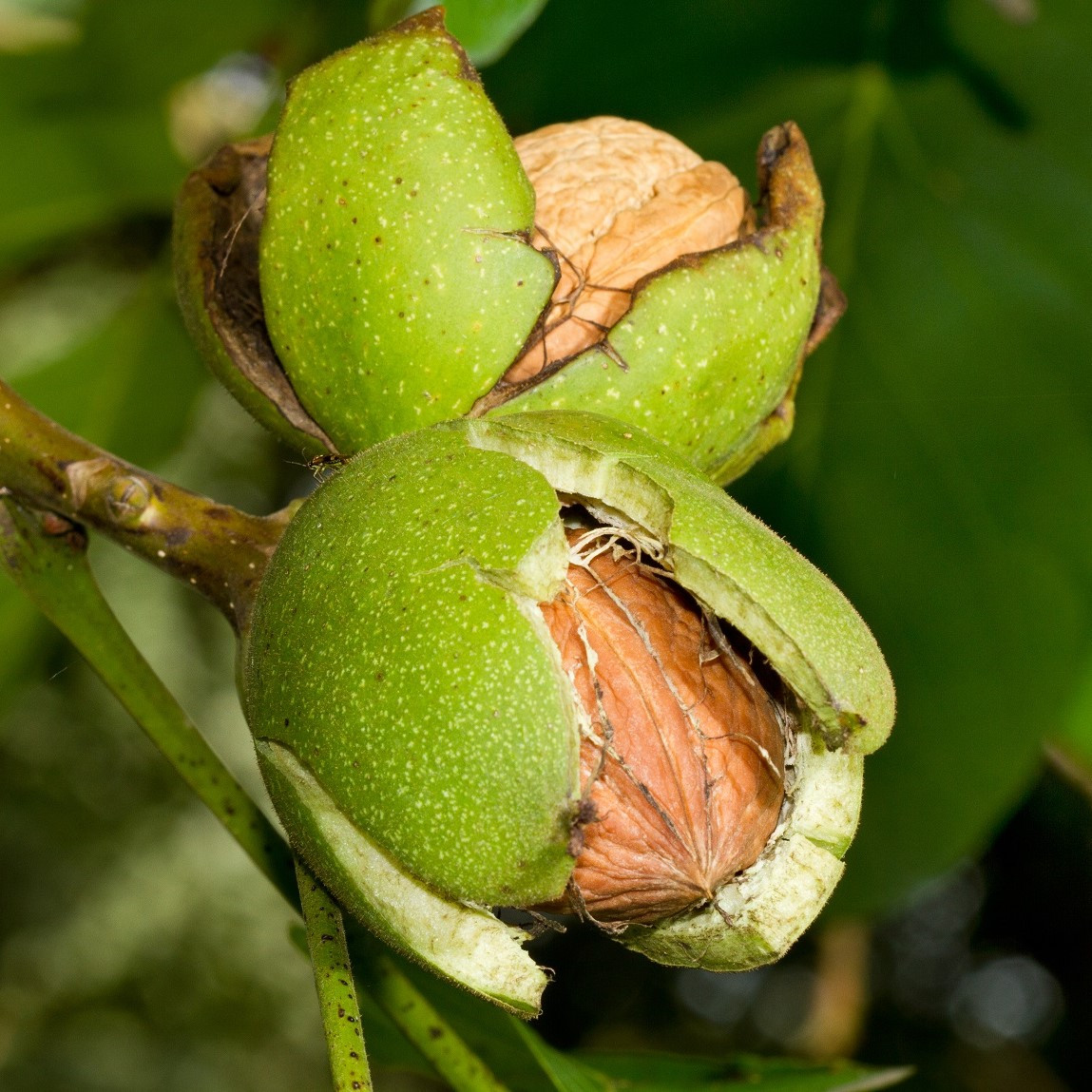 Саджанці Волоського горіха Піщанський (2 річний) - середньо-осінній термін, тонкокорий, великоплідний, фото 1