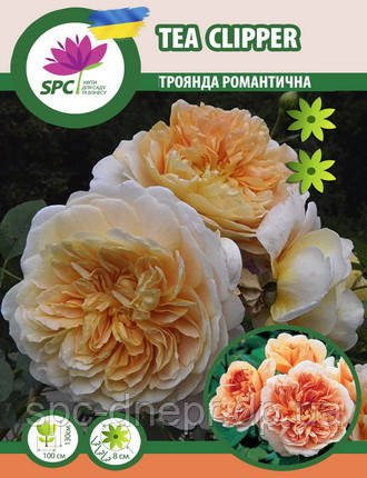 Троянда романтична Tea Clipper