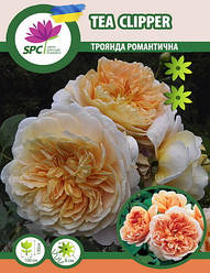 Троянда романтична Tea Clipper
