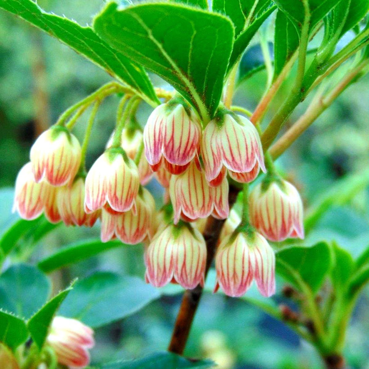 Енкіантус Пріттікот / С3 / Enkianthus campanulatus Prettycoat