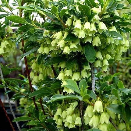 Енкіантус Пріттікот / С3 / Enkianthus campanulatus Prettycoat, фото 2