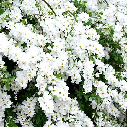 Екзохорда Меджікал Спрінгтайм / Exochorda Magical Springtime, фото 2