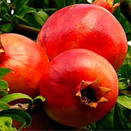 Гранат Ахмар (2-х річний) – великоплідний, солодкий, з рожевими зернами, фото 4