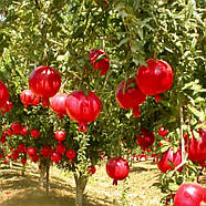 Гранат Ахмар – крупноплідний, солодкий, морозостійкий Р9, фото 3