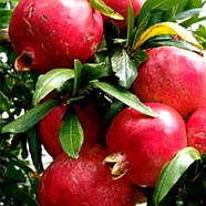 Гранат Ахмар – крупноплідний, солодкий, морозостійкий Р9, фото 2