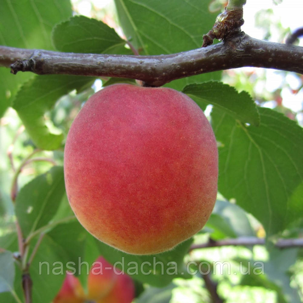 Абрикос Особливий Денисюка (пізній)