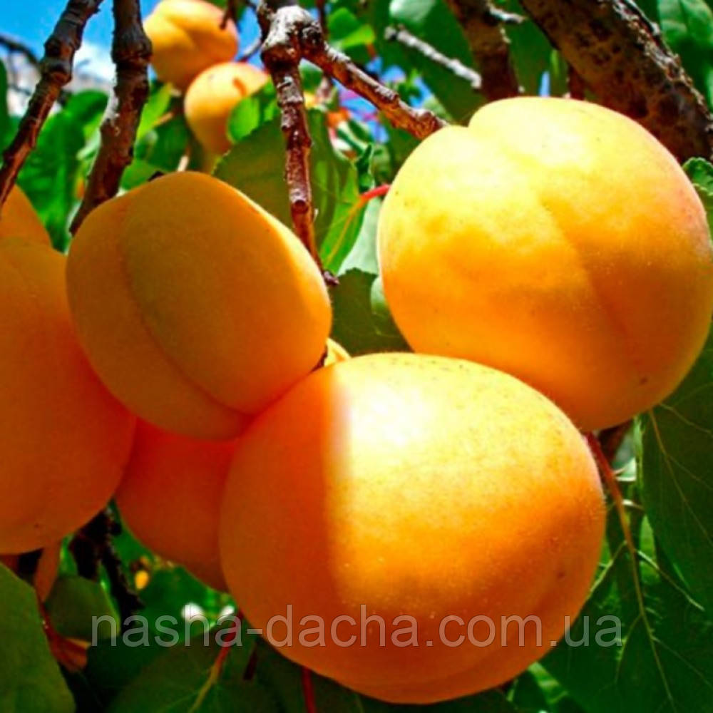 Абрикос Шелудько (середньостиглий)