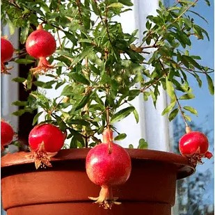 Гранат кімнатний - декоративний, невибагливий, плодоносний Р9, фото 1