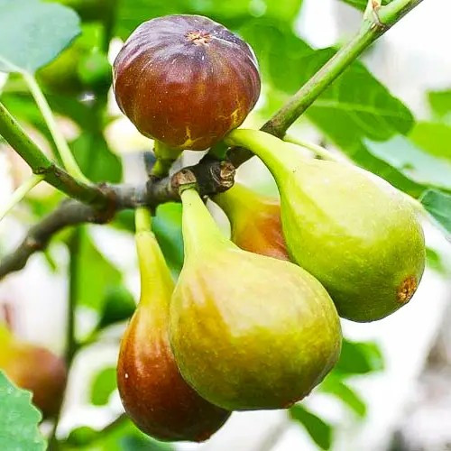 Інжир Кадота (3-х річний) – самоплідний, дворазовий, скороплідний