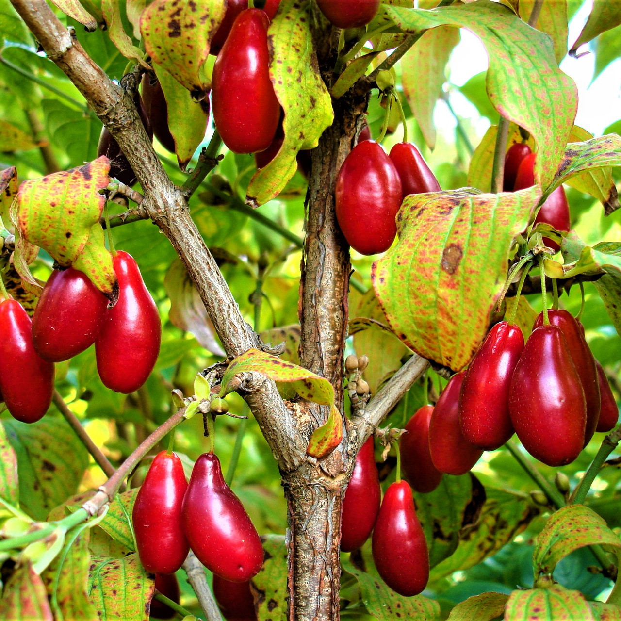 Саджанці Кизилу Михайлівський - ранній, великоплідний, посухостійкий, фото 1