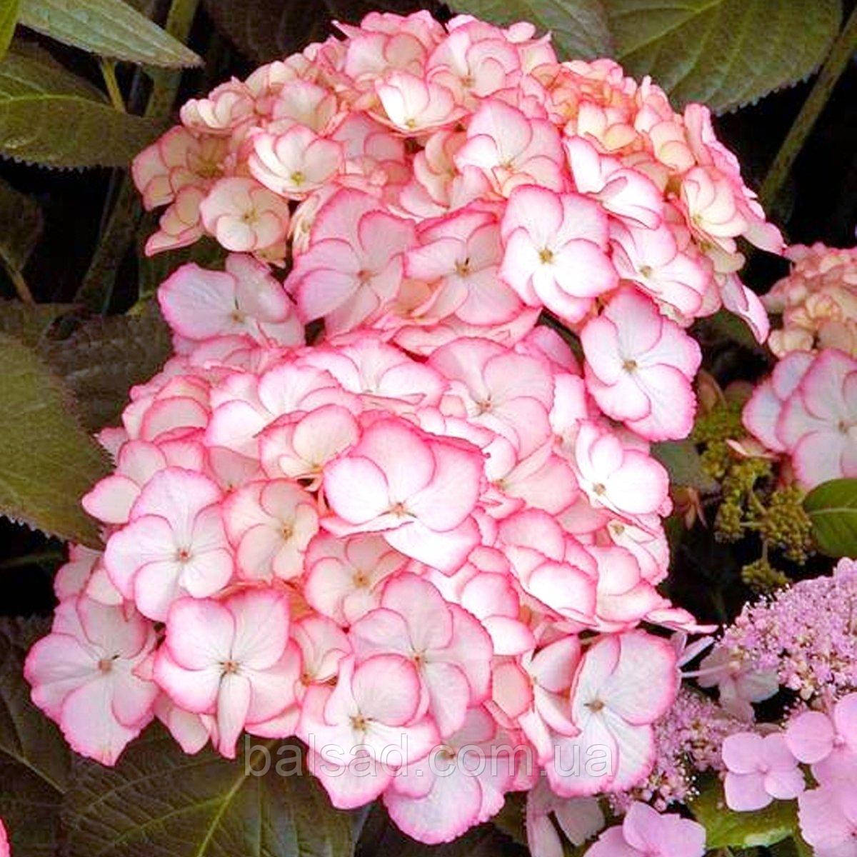 Гортензія Сабріна / Р12 / Hydrangea macrophylla 'Sabrina'