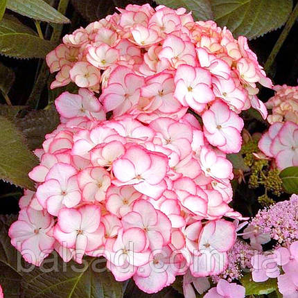 Гортензія Сабріна / Р12 / Hydrangea macrophylla 'Sabrina', фото 1