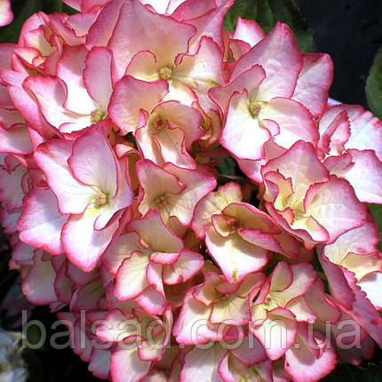 Гортензія Сабріна / Р12 / Hydrangea macrophylla 'Sabrina', фото 3