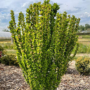 Саджанці Барбарису Тунберга Еректа (Erecta) Р9