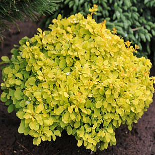 Саджанці Барбарису Тунберга Тіні Голд (Tiny Gold) Р9