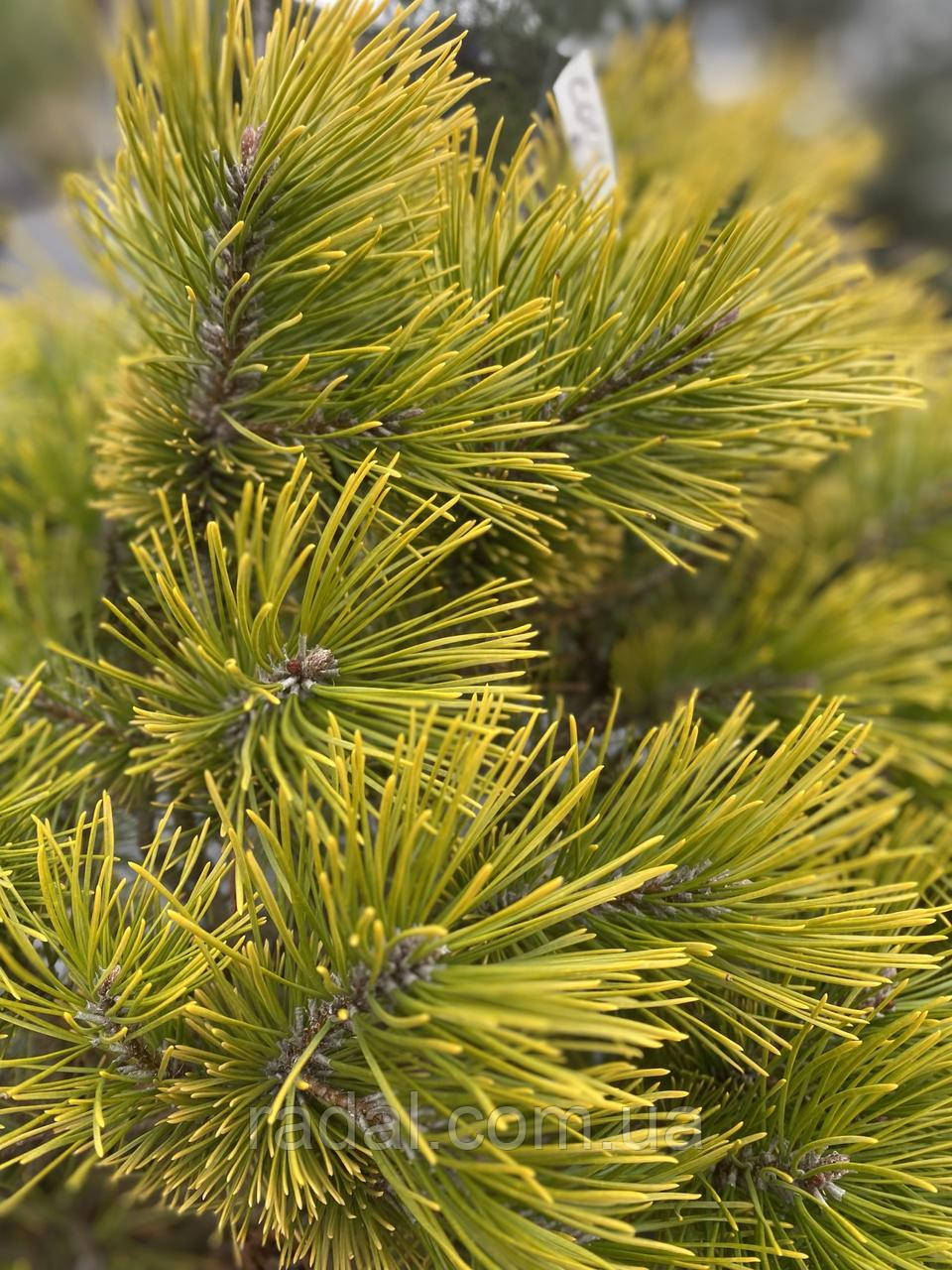 Сосна гірська картенс Вінтер Голд 90-95 см (Pinus mugo Carstens Wintergold ) з комом, фото 1