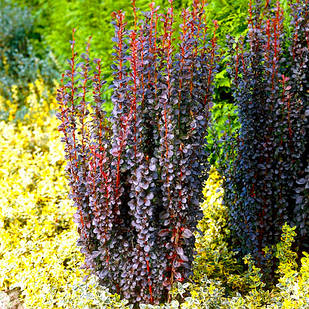 Саджанці Барбарису Тунберга Хелмонд Піллар (Helmond Pillar) Р9