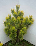 Сосна гірська картенс Вінтер Голд 90-95 см (Pinus mugo Carstens Wintergold ) з комом, фото 5