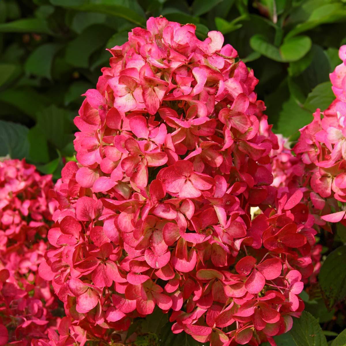 Саджанці Гортензії волотистої Вімс Ред (Hydrangea paniculata Wim's Red) Р9