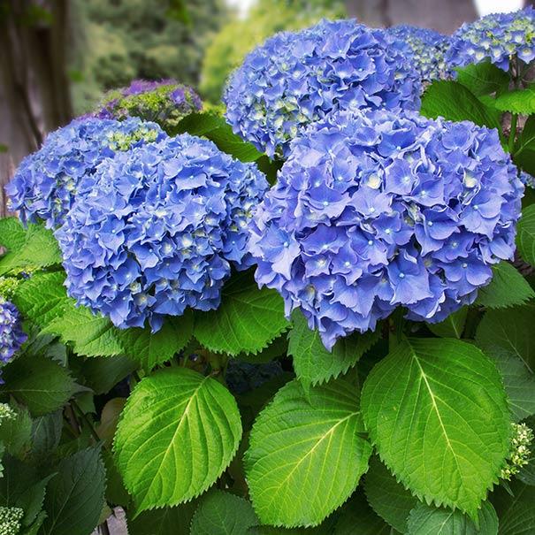 Саджанці Гортензії крупнолистной Ніко Блю (Hydrangea macrophylla Nikko Blue) Р9