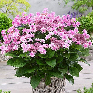 Саджанці Гортензії (3-річна) Доппіо Роза, крупнолистна (Hydrangea macrophylla Doppio Rosa) С2