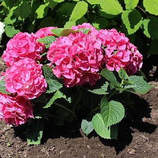 Саджанці Гортензії (3-річна) Роткелхен, крупнолистна (Hydrangea macrophylla Rotkehlchen) С2