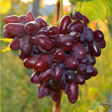 Столові сорти винограду