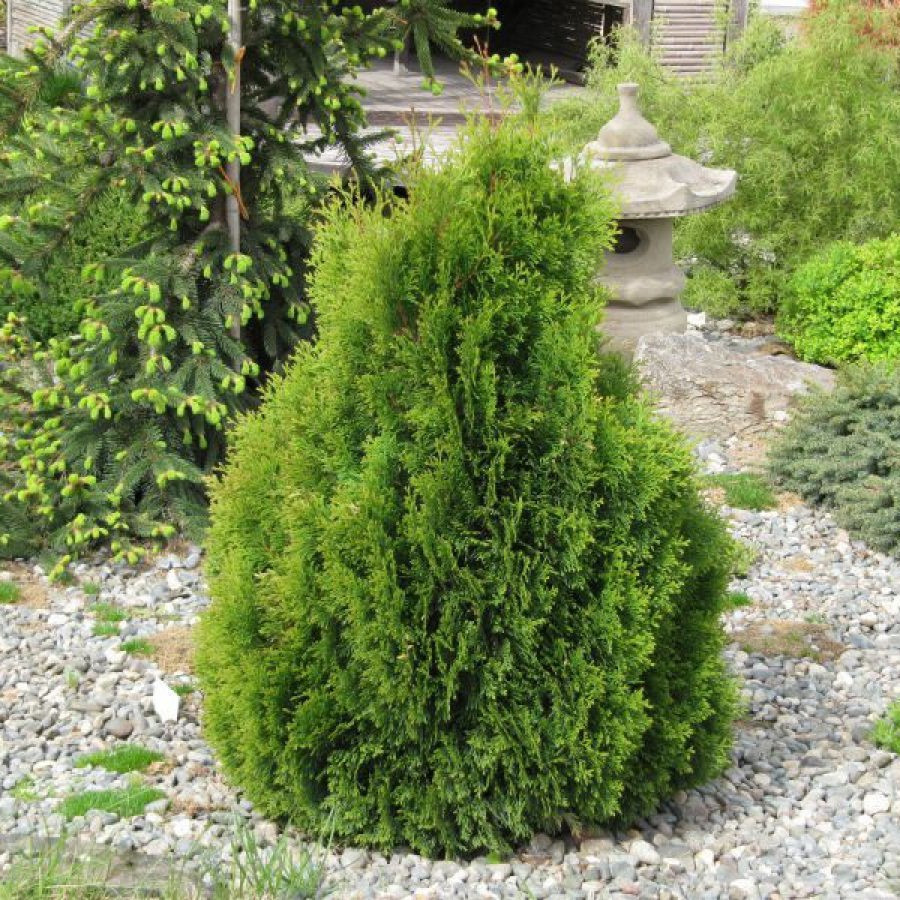 Туя західна Мікі (Miky), ЗКС в горщиках 1.5 л