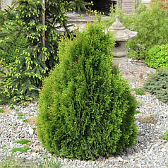 Туя західна Мікі (Miky), ЗКС в горщиках 1.5 л