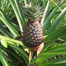 Саджанці Ананасу