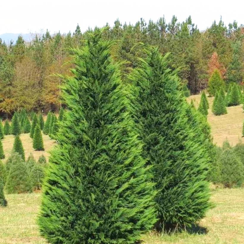 Саджанці Купрессоципариса Лейланда (Cupressocyparis leylandii) Р9