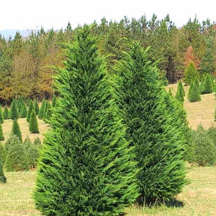 Саджанці Купрессоципариса Лейланда (Cupressocyparis leylandii) Р9
