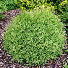 Туя західна Містер Боулінг Болл, ЗКС в горщиках 1.5 л