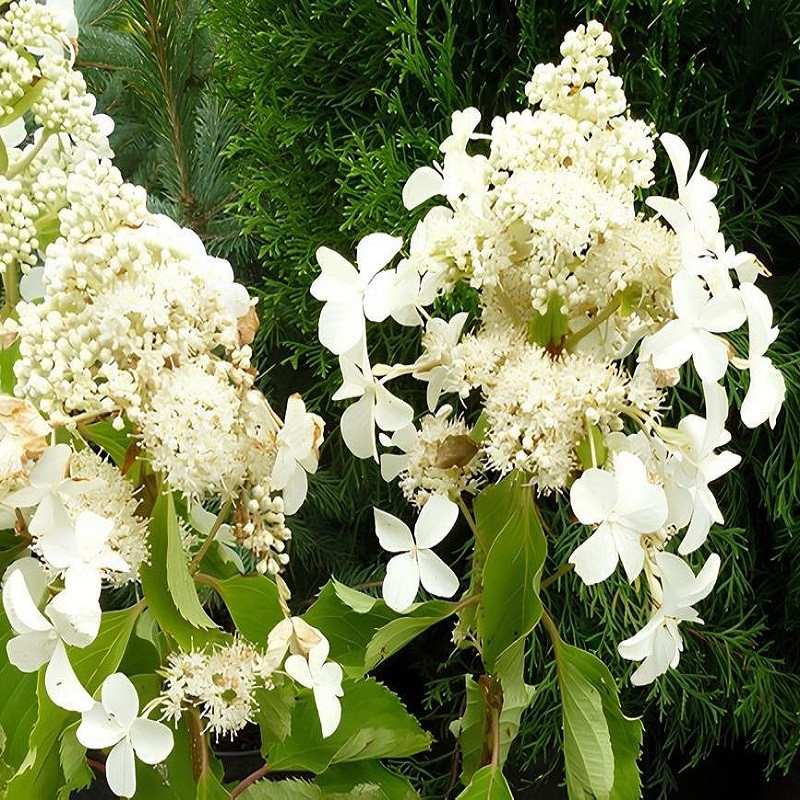 Саджанці Гортензії волотистої Левана (Hydrangea paniculata Levana) Р9
