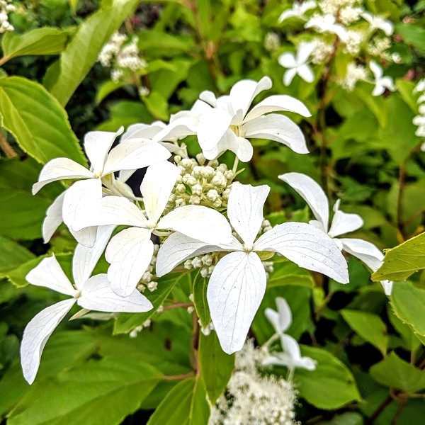 Саджанці Гортензії волотистої Грейт Стар (Hydrangea paniculata Great Star) Р9