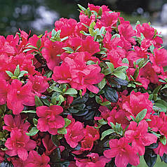 Азалія японська Марушка (Maruschka), ЗКС в горщиках 1.5 л