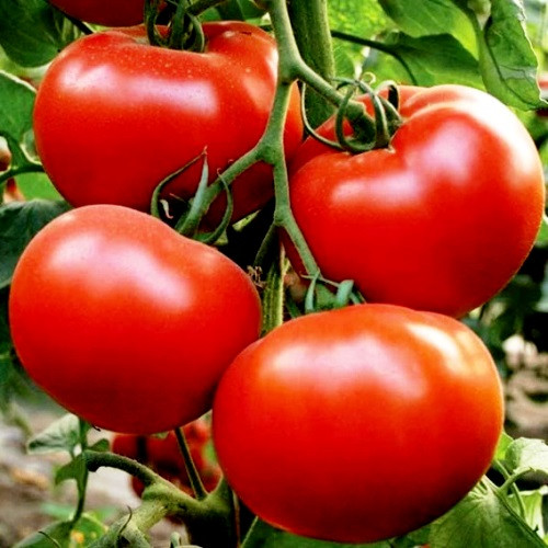 Насіння томатів Мрія садівника 15 шт (zip)