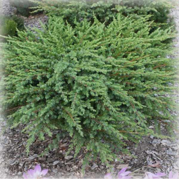 Ялівець прибережний Шлягер (Schlage), фото 1