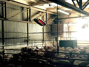 Обігрів свинарника