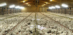 Обігрів для бройлера